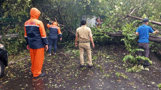 Pohon tumbang sempat tutup Jalan Malabar, Kota Bogor