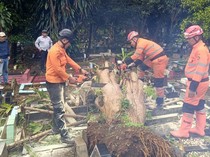 2 Pohon Tumbang Timpa Makam dan Tutup Jalan di Bogor, Kini Sudah Dievakuasi