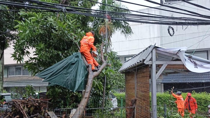 6 Pohon di Jakarta Tumbang Imbas Hujan Deras dan Angin Kencang