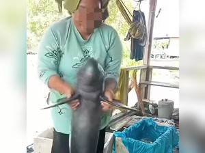 Viral Video Pesut Mahakam Ditangkap-Diajak Joget, Ini Faktanya