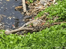 Jejak Seram Tebing Istana Presiden di Palabuhanratu