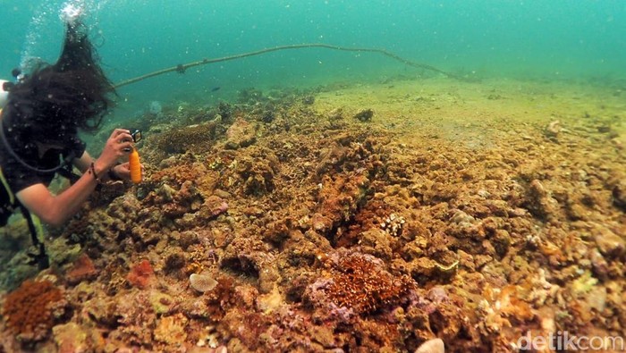 Terumbu karang di spot selam KMM Muara Badak, Kutai Kartanegara.