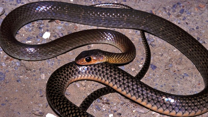 10 Tanaman Sakti yang Bikin Ular Ogah Masuk Rumah