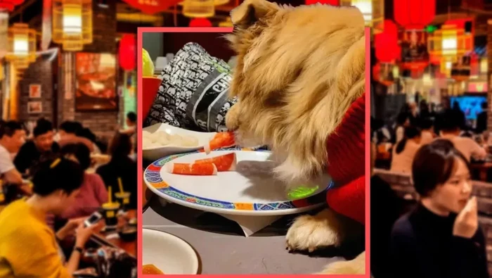 Viral Anjing Makan Daging di Piring Hotpot, Restoran Jadi Rugi!