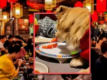 Viral Anjing Makan Daging di Piring Hotpot, Restoran Jadi Rugi!