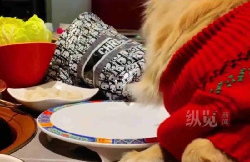 Viral Anjing Makan Daging di Piring Hotpot, Restoran Jadi Rugi!