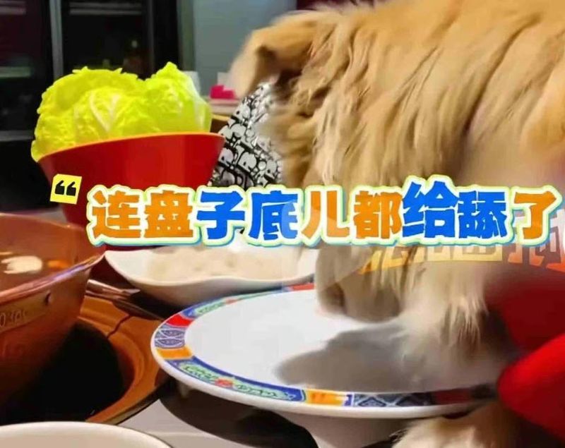 Viral Anjing Makan Daging di Piring Hotpot, Restoran Jadi Rugi!