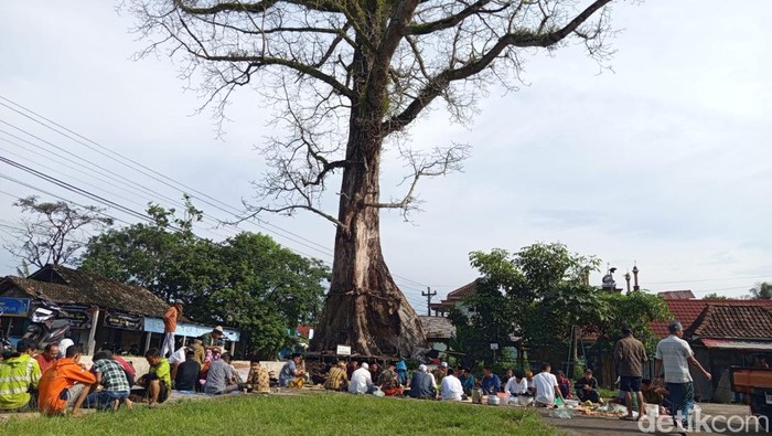 Pohon Randu Raksasa di Borobudur Itu Batal Ditebang, Kenapa?