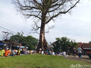 Randu Alas Raksasa Tuksongo Borobudur Ditebang Senin Mendatang
