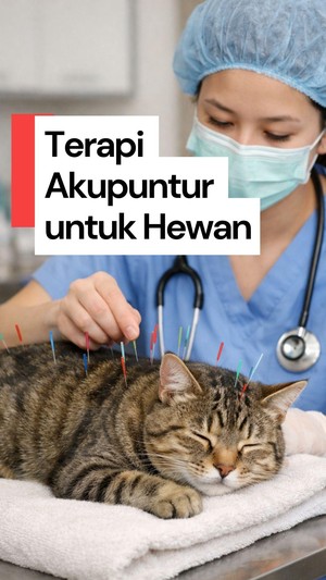 Video: Ternyata Hewan Juga Bisa Diberi Terapi Akunpuntur