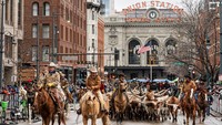 Parade pembukaan National Western Stock Show digelar dengan arak-arakan kawanan sapi longhorn yang digiring melintasi pusat kota Denver, Denver, Colorado, Amerika Serikat. Foto: REUTERS/Kevin Mohatt