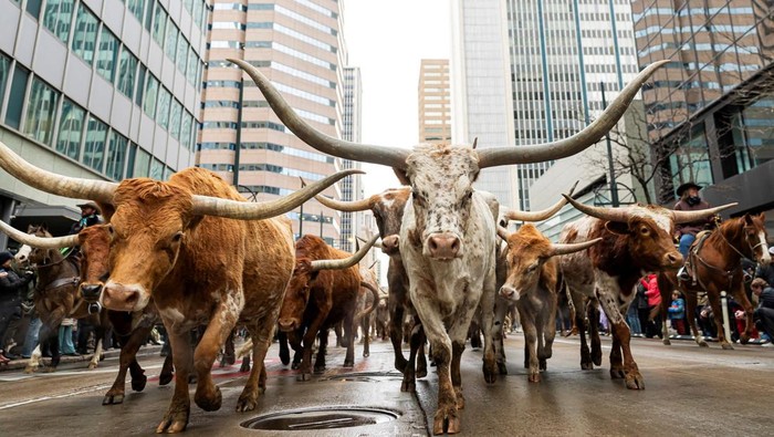 A horse's hooves are decorated in red glitter for the National Western Stock Show parade in Denver, Colorado, U.S., January 8, 2026. REUTERS/Kevin Mohatt