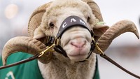 Sejumlah elemen khas turut memeriahkan parade, termasuk maskot Colorado State University, CAM the Ram, yang tampak bergabung dalam barisan. Foto: REUTERS/Kevin Mohatt