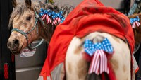 Para peserta parade juga menampilkan kuda-kuda yang dihias dengan pita berwarna bendera Amerika Serikat pada surai dan ekornya. Foto: REUTERS/Kevin Mohatt