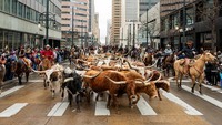 National Western Stock Show dikenal sebagai salah satu pameran peternakan tertua di Amerika Serikat dan menjadi simbol budaya agrikultur di Colorado. Foto: REUTERS/Kevin Mohatt