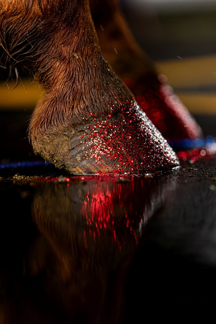 A horse's hooves are decorated in red glitter for the National Western Stock Show parade in Denver, Colorado, U.S., January 8, 2026. REUTERS/Kevin Mohatt