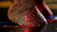 Detail unik lainnya terlihat pada kuku kuda yang dihias glitter merah, menambah semarak suasana parade pembukaan tersebut. Foto: REUTERS/Kevin Mohatt