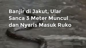 Video: Banjir di Jakut, Ular Sanca 3 Meter Muncul dan Nyaris Masuk Ruko