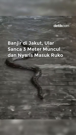 Video: Banjir di Jakut, Ular Sanca 3 Meter Muncul dan Nyaris Masuk Ruko