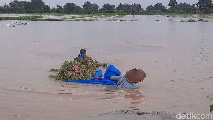 Petani bawang merah di Desa Ngurenrejo, Kecamatan Wedarijaksa, Pati, panen lebih awal karena sawahnya kebanjiran, Selasa (13/1/2026).