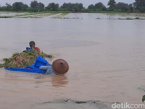 Sawah Kebanjiran, Petani Bawang Merah di Pati Panen Lebih Awal