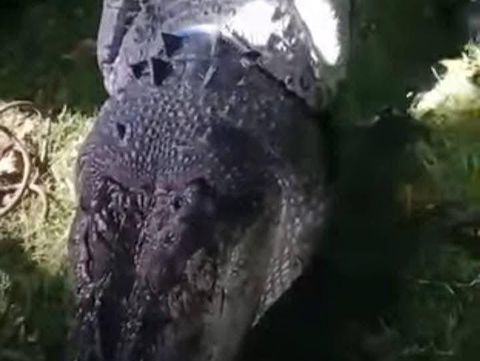 Buaya 4 meter ditangkap warga di Konawe Selatan.