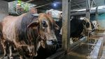 Di Balik Padatnya Jakarta, Peternakan Sapi Ini Tetap Hidup Berdampingan
