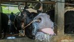 Di Balik Padatnya Jakarta, Peternakan Sapi Ini Tetap Hidup Berdampingan