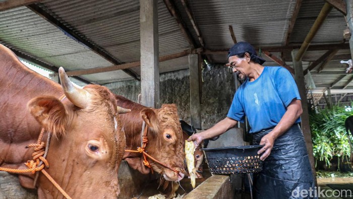 Peternakan sapi yang berada di tengah permukiman warga masih bertahan di kawasan Mampang, Jakarta, Selasa (13/1/2026). Meski berdampingan langsung dengan rumah penduduk, aktivitas peternakan tersebut berjalan tanpa menimbulkan keluhan dari warga seki