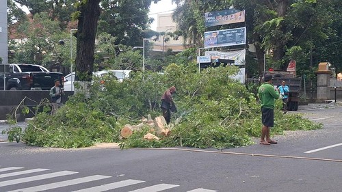 DLH Mataram melakukan pemangkasan ranting pohon-pohon tua yang berpotensi tumbang, Selasa (13/1/2026) sore. (Nathea Citra/detikBali)