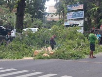 Pemkot Mataram Pangkas Pohon-pohon Tua yang Rawan Tumbang
