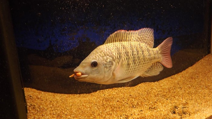 Ikan Tilapia (Oreochromis)