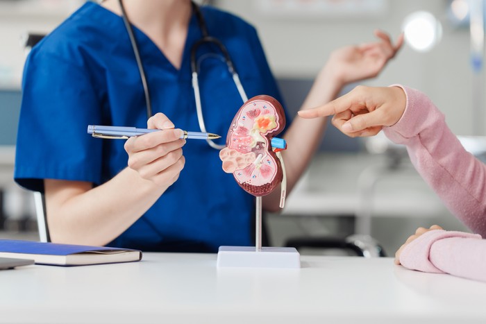 Kidney disease, Chronic kidney disease ckd, Female doctor explains the causes of the disease and treatment guidelines on kidney model to female asian patient at desk at urology hospital room.