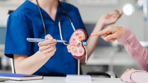 Kidney disease, Chronic kidney disease ckd, Female doctor explains the causes of the disease and treatment guidelines on kidney model to female asian patient at desk at urology hospital room.
