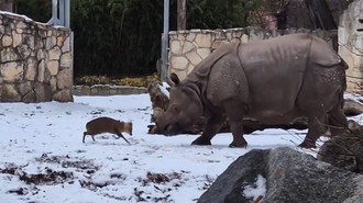 Rusa Kecil Vs Badak Seberat 1,7 Ton, Pemenangnya di Luar Prediksi