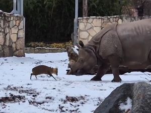 Rusa Kecil Vs Badak Seberat 1,7 Ton, Pemenangnya di Luar Prediksi