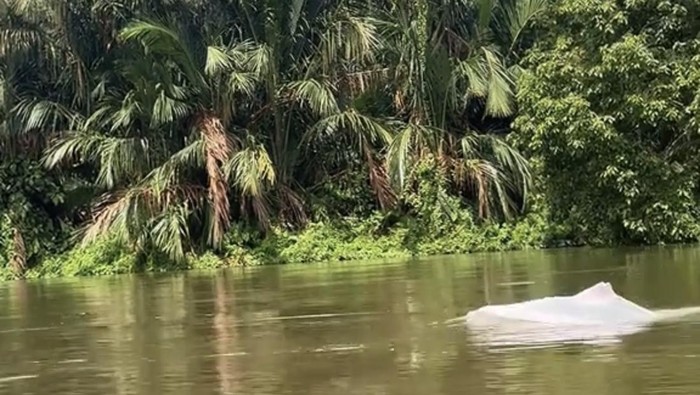 BKSDA soal Kemunculan Lumba-lumba Putih di Perairan Asahan