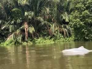 Momen Hewan Diduga Lumba-lumba Putih Muncul di Sungai Asahan