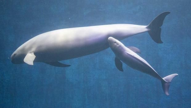 Morfologi finless porpoise. (dok Toba Aquarium)