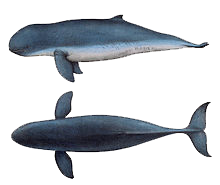 Morfologi pesut mahakam dengan sirip punggung yang tampak. Foto: dok Marine Mammal Research and Conservation.
