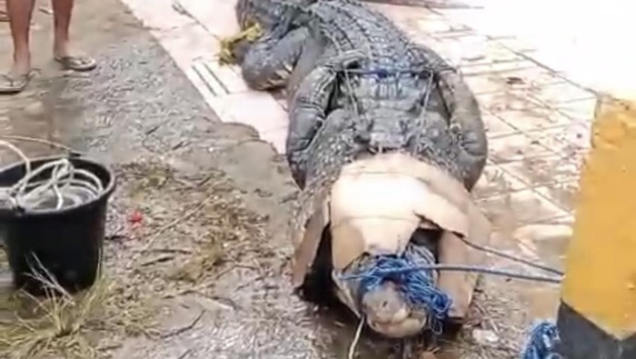 Buaya 4 Meter Diduga Mangsa ABG di Konawe Selatan, Ini Wujudnya