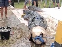 Video: Warga Tangkap Buaya 4 Meter Diduga Pemangsa Bocah di Konawe Sultra