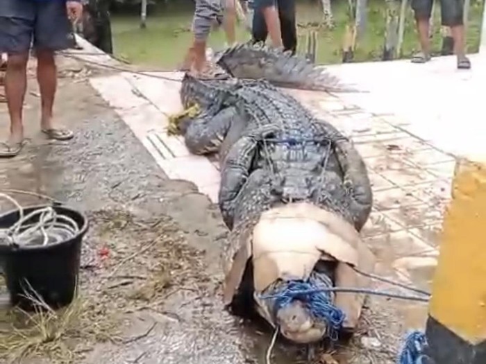 Penampakan buaya 4 meter diduga mangsa bocah 13 tahun di Konawe Selatan.