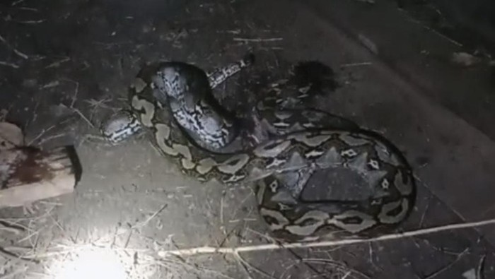 Kepergok Lilit 2 Anak Kambing, Piton 4 Meter Ditebas Parang