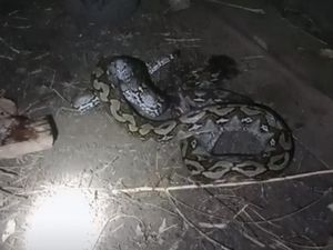 Ular Piton 4 Meter di Muna Mati Ditebas Warga Usai Kepergok Lilit 2 Kambing