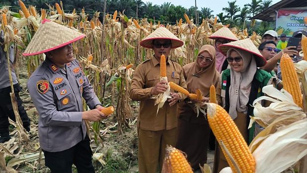 Polres Siak melalui Polsek Kerinci Kanan sukses panen jagung dukung swasembada pangan.