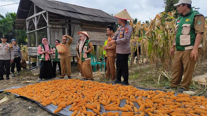 Polisi dan Petani di Siak Panen 0,5 Ton Jagung Dukung Swasembada Pangan