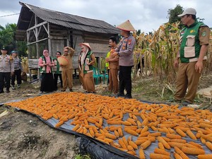 Polisi dan Petani di Siak Panen 0,5 Ton Jagung Dukung Swasembada Pangan