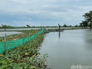 31 Ribu Hektare Sawah-Tambak Terendam Banjir Bengawan Jero Lamongan