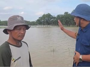 Banjir OKU Timur-OKI Sebabkan 8 Ribu Hektare Sawah Terendam